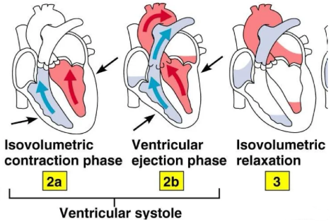 <p>Isovolumetric ejection phase</p>