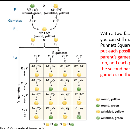 <p>With a two-factor cross, you can still make a Punnett Square. Be sure to put each possibility for one parent’s gametes on the top, and each possibility for the second parent’s gametes on the side. </p><p>Need each possibility of alleles of parents on each side (gamete possibilities along the top and the side). </p>