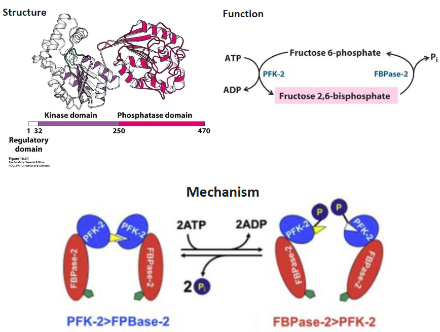 <p>dual enzyme with a kinase and phosphaste domain</p><p>Fructose-2,6-BP produced by PFK-2 and broken down by FBP </p><p>depends on phosphorylation state of Ser32</p>