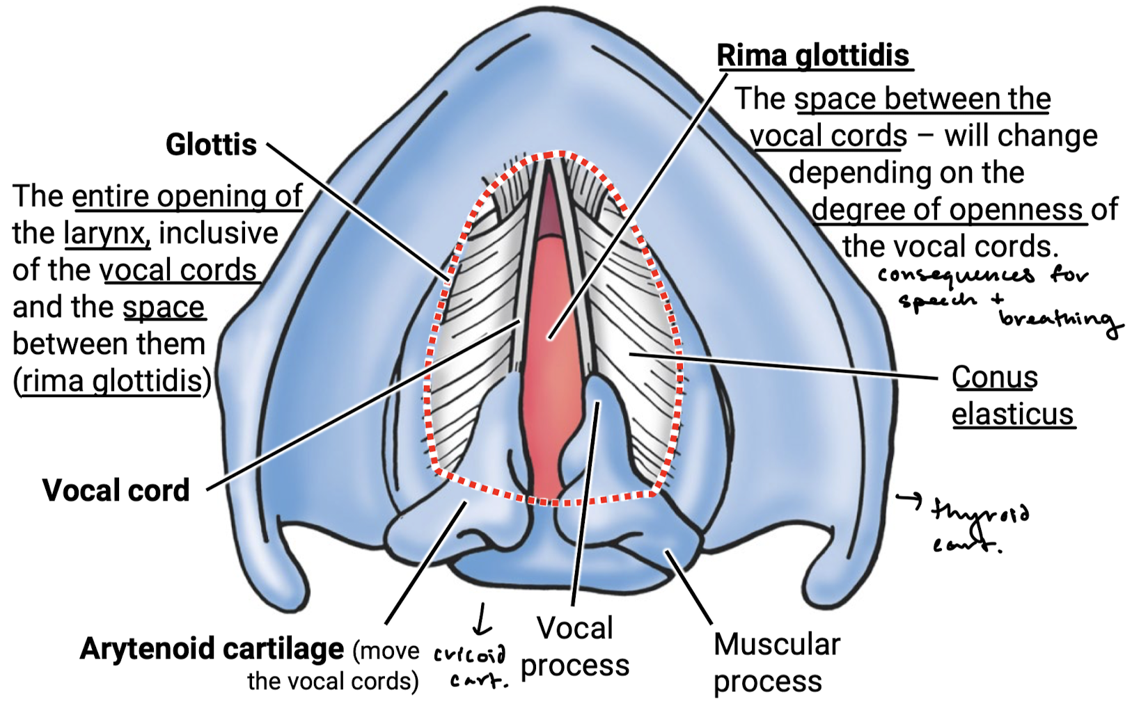 knowt flashcard image
