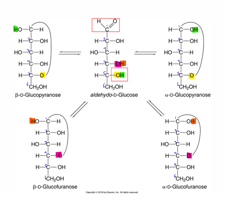 <ul><li><p><span>B-D-glucopyranose</span></p></li><li><p><span>a-D-glucopyranose</span></p></li><li><p><span>B-D-glucofuranose</span></p></li><li><p><span>a-D-glucofuranose</span></p></li></ul><p></p>