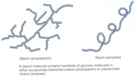 <p>Amylos är ogrenad med α-1,4-bindningar; amylopektin är grenad med α-1,4- och α-1,6-bindningar.</p>