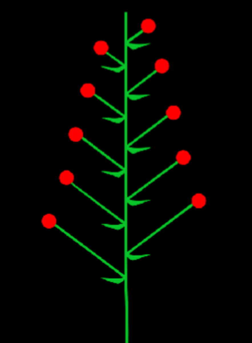 <p>unbranched, indeterminate inflorescence with pedicellate (short floral stalk) flowers along the axis</p>