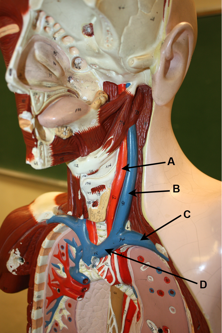 <p>I<span>n the image above, identify blood vessels A, B, C, and D.</span></p>