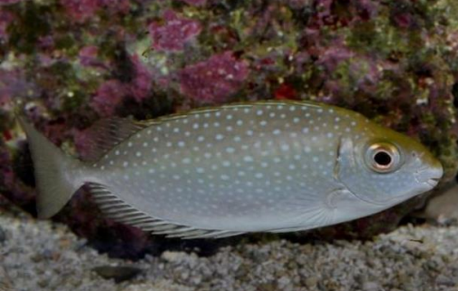 <p>FISHES (Class Actinopterygii) MOTTLED SPINEFOOT (BLACK RABBITFISH)</p>