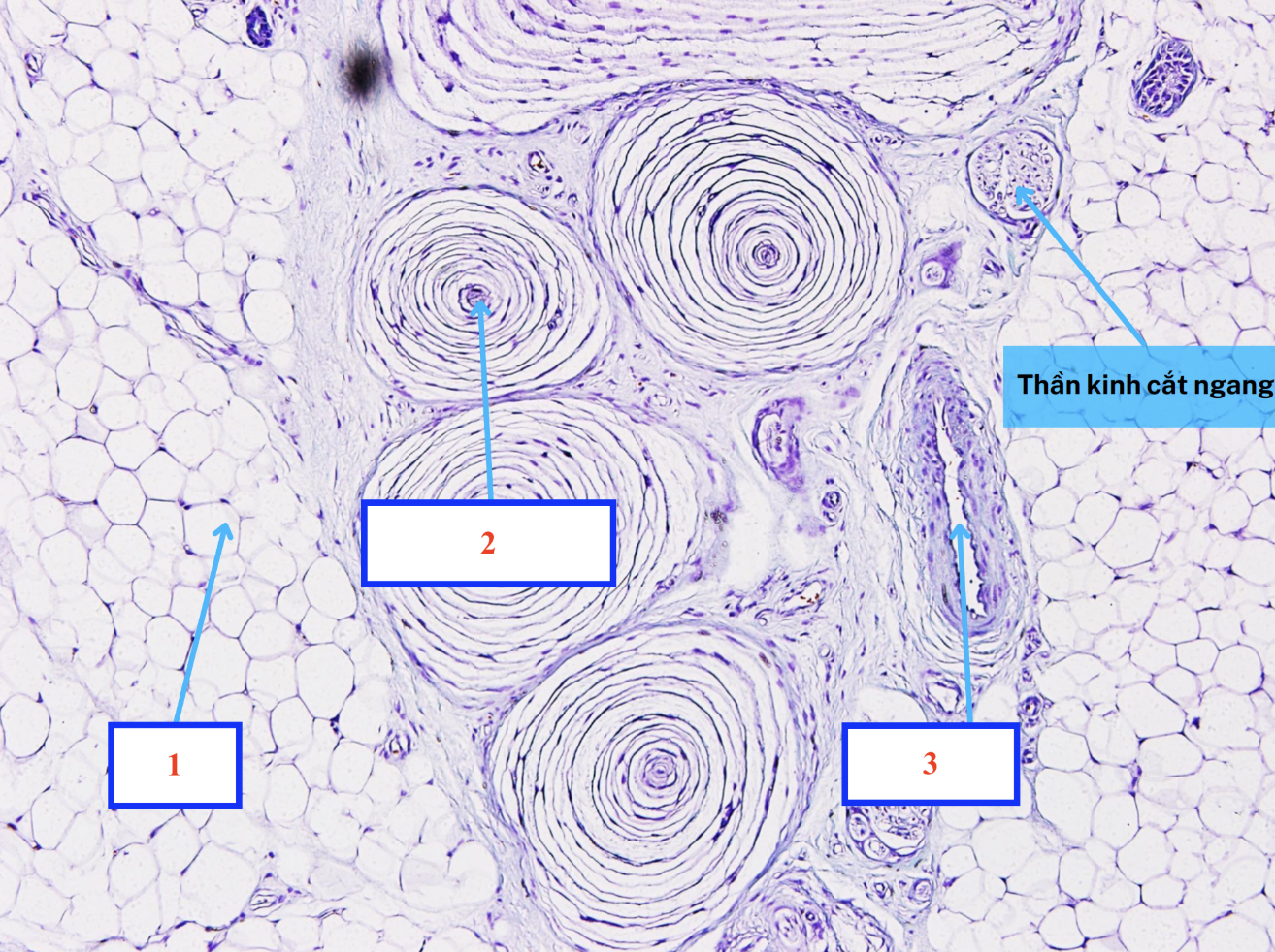 <p>Cấu trúc gì ?</p>