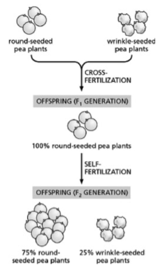 <p><span>Which of the following statements about the experiment diagrammed in Figure 19-28 is TRUE?</span></p><p>If you crossed the round-seeded pea plants from the F2 generation with the wrinkle-seeded pea plants from the F2 generation, you should get 100% round-seeded pea plants.</p><p>If you crossed all the round-seeded pea plants from the F2 generation with true-breeding wrinkle-seeded pea plants, you would get more round-seeded pea plants in the next generation than if you crossed all the round-seeded pea plants from the F1 generation with true-breeding wrinkle-seeded pea plants.</p><p>The reason you do not see wrinkle-seeded pea plants in the F1 generation is because the round-seeded pea plants used to create the F1 generation were not true-breeding strains.</p><p>The gene for round-seeded pea plants is on a different chromosome from the gene for wrinkle-seeded pea plants, which is why you get 25% wrinkle-seeded pea plants in the F2 generation.</p>