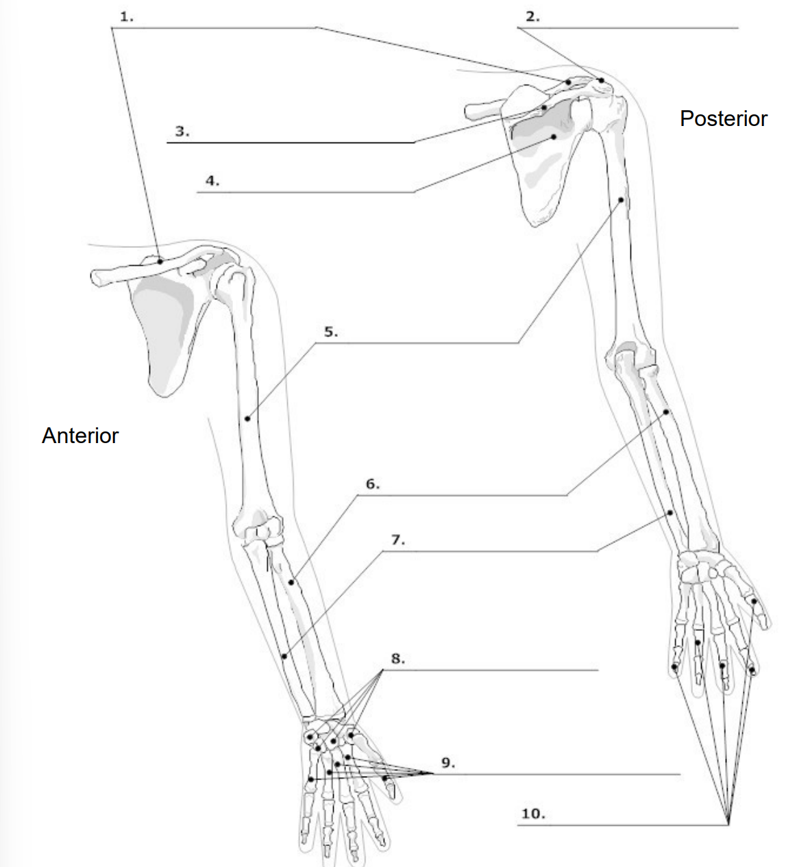 <p>What bone is at ‘7’?</p>