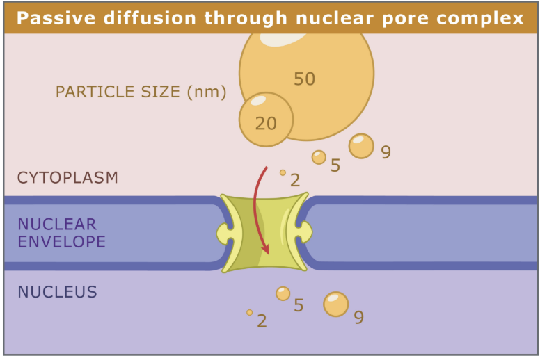 <ul><li><p>Particles <strong>< 9 nm </strong>= 9 × 10<sup>-6</sup> mm</p></li><li><p>Particles > 9 nm → active transport</p></li></ul><p></p>