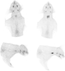 <p>A cat presents with thyroid slip and you see this on your imaging modality. What is this imaging modality and what is the contrast agent of choice?</p>