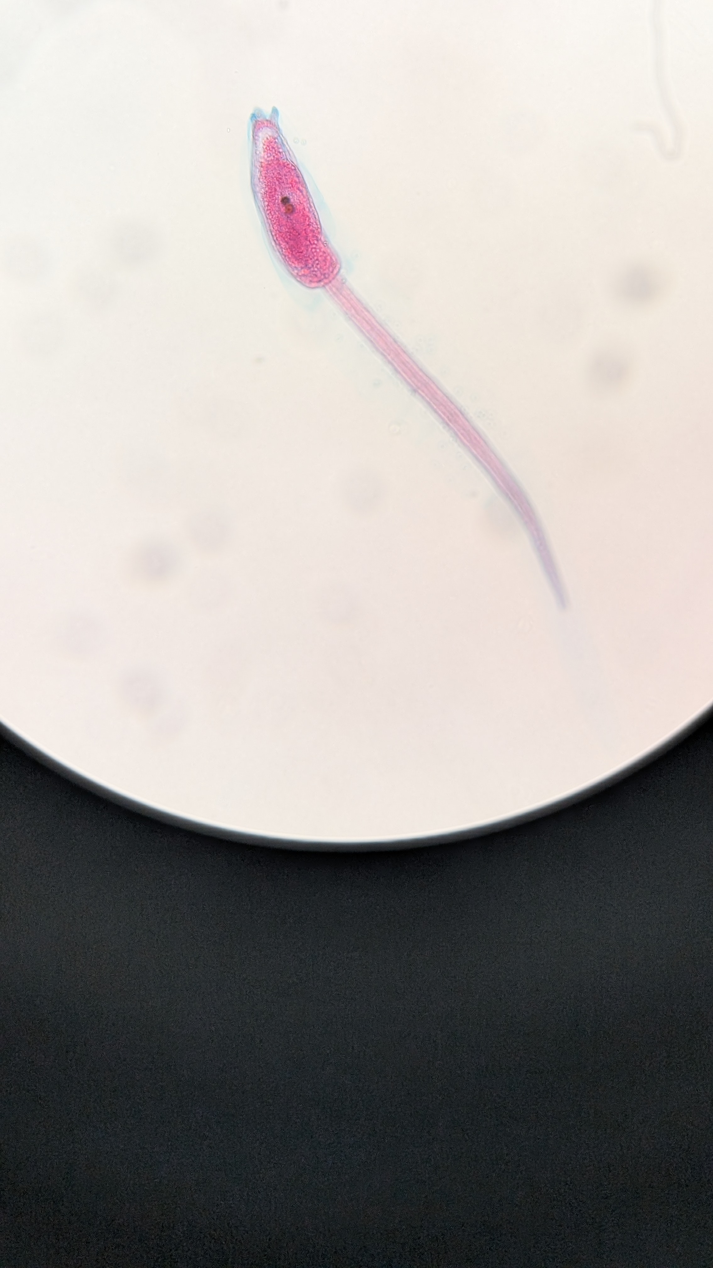 <p>Identify</p>