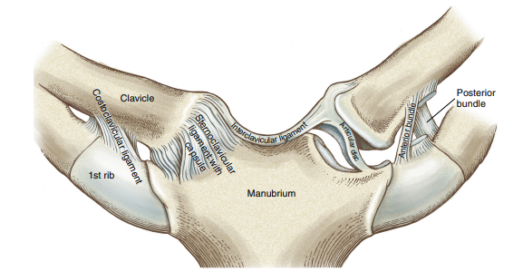 <p>anterior SC ligament (anterior support)</p><p>posterior SC ligament (posterior support)</p><p>costoclavicular ligament (superior support) </p><p>interclavicular ligament (superior support) </p>