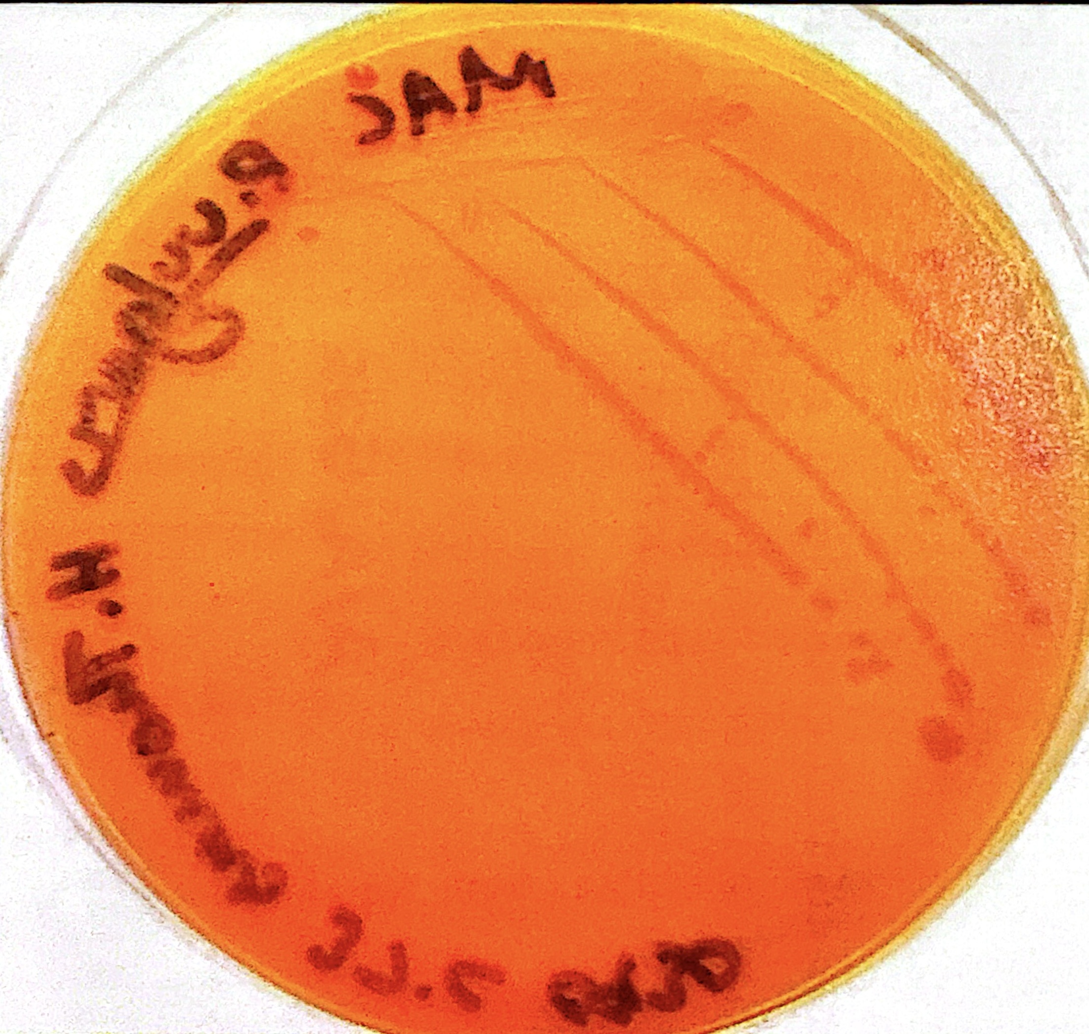<p>orange MAC agar</p>