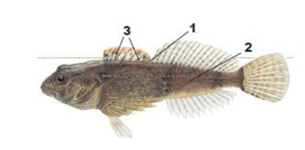 <p>1) dorsal fins jointed at base</p><p>2) 2-3 dark bars on body under second dorsal fin</p><p>3) large black spots at front and rear of first dorsal fin</p>