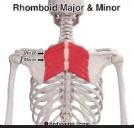 <p>Rhomboid major</p>
