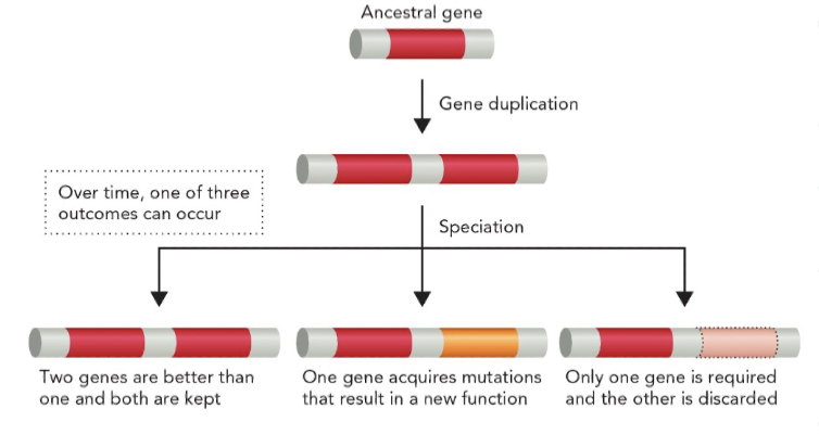<ol><li><p>the 2nd gene provides an evolutionary advantage</p></li><li><p>2nd gene diverges and acquires a new beneficial function </p></li><li><p>2nd gene diverges and acquires deleterious mutation </p></li></ol><p>M1T4</p>