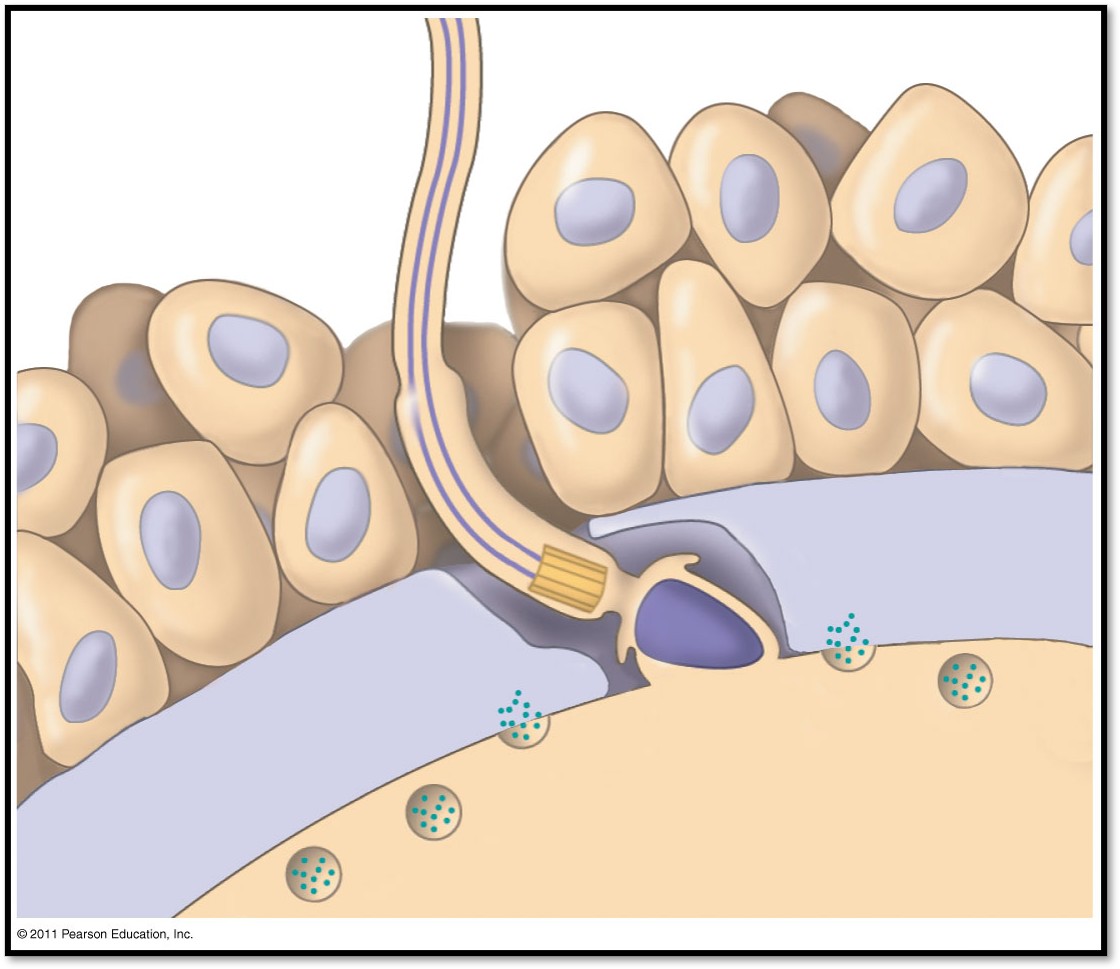 <ul><li><p>sperm travel through the outer later of egg cells to reach the zona pellucida —the extracellular matrix of the egg</p></li><li><p>when the sperm binds to a receptor in the zona pellucida, it triggers a slow block to polyspermy (solves the limit of fertilization of 2 gametes)</p></li><li><p>if fertilized the developing embryo will implant in the thickened lining of the uterus (endometrium) </p></li></ul><p></p>