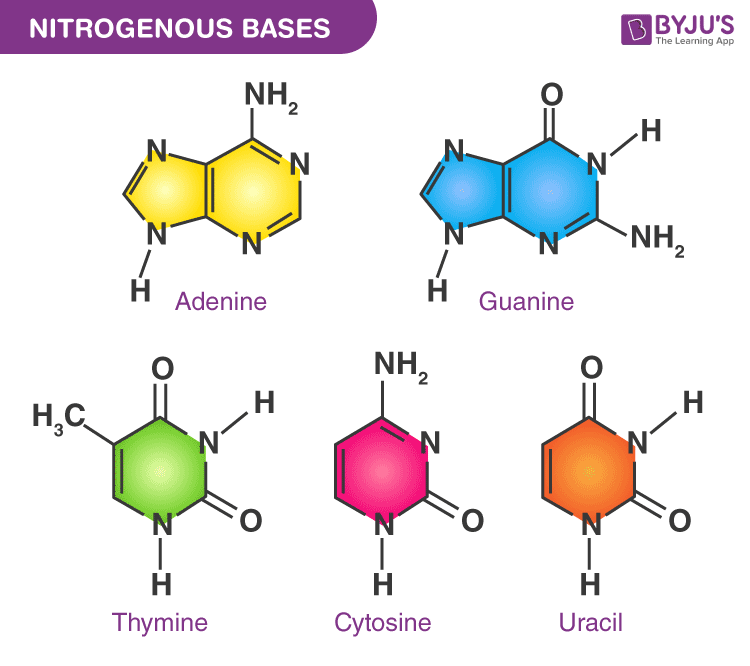 <p>Which of these pairs does NOT match a nucleobase with its nitrogenous base class?</p>