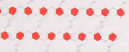 <p>Cellulose</p>