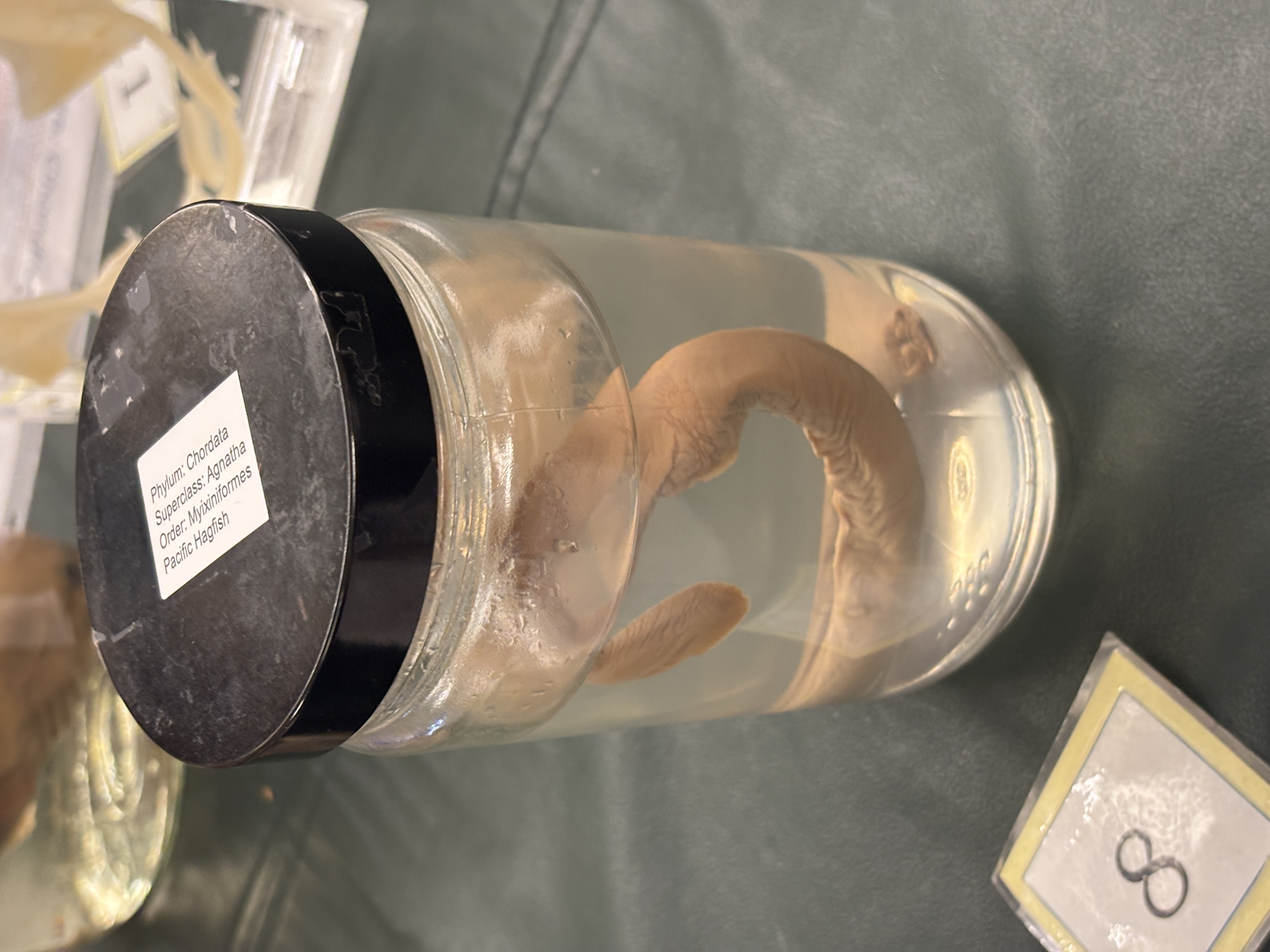 <p>Superclass Agnatha - Hagfish</p><p>What do all fish in this superclass lack </p>