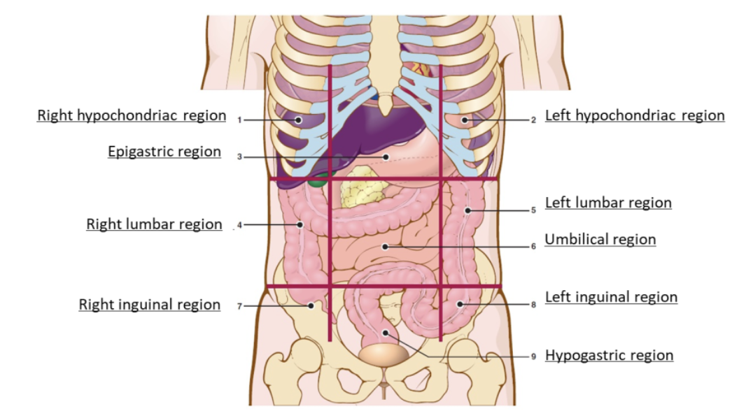 <p>left hypochondriac region</p>