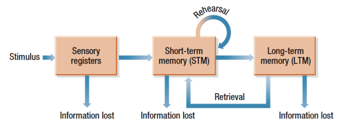 <p><span>• Verbal rehearsal keeps information active in STM and strengthens the trace to increase the chance it will be stored in LTM.</span></p><p><span>• Evidence?</span></p>