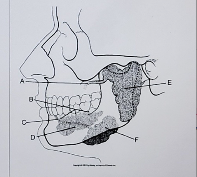 <p>what is letter E</p>