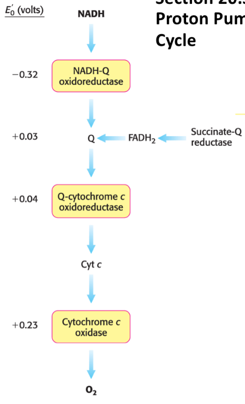 <p>Through Complex II (succinate-Q reductase), to ubiquinone (generates QH<sub>2</sub>), to Complex III (Q-cytochrome c oxioreductase), then Complex IV (cytochrome c oxidase), then O<sub>2</sub></p>