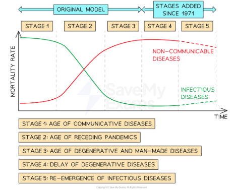 <p>This is a model that explores the dominant causes of death at different stages of economic and social development. It was developed in 1971 by Abdel Omran.</p><p>It shows the pattern degenerative and man-made diseases (such as those related to smoking) that mostly effect the elderly.</p><p>The model says that as life expectancy increases, the major causes of death and disability in general shift from communicable, maternal causes, to chronic non-communicable ones.</p>