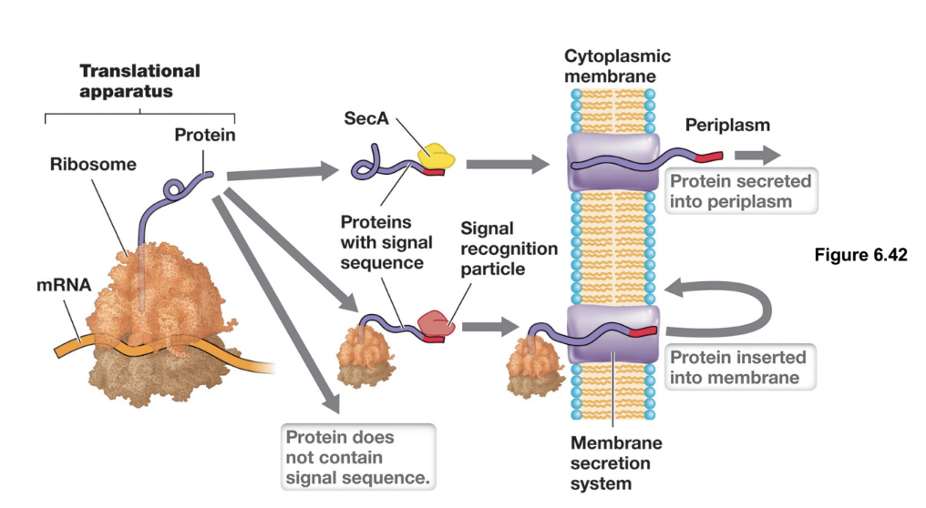 <ul><li><p>Facilitates the co-translation of membrane-associated proteins into the cytoplasmic membrane via the SRP (signal recognition particle), using GTP as an energy source</p></li><li><p>It also exports unfolded extracellular proteins post-translationally out of the cytosol through a SecA-mediated process that uses ATP to drive translocation (proteins fold after crossing membrane)</p></li></ul><p></p>