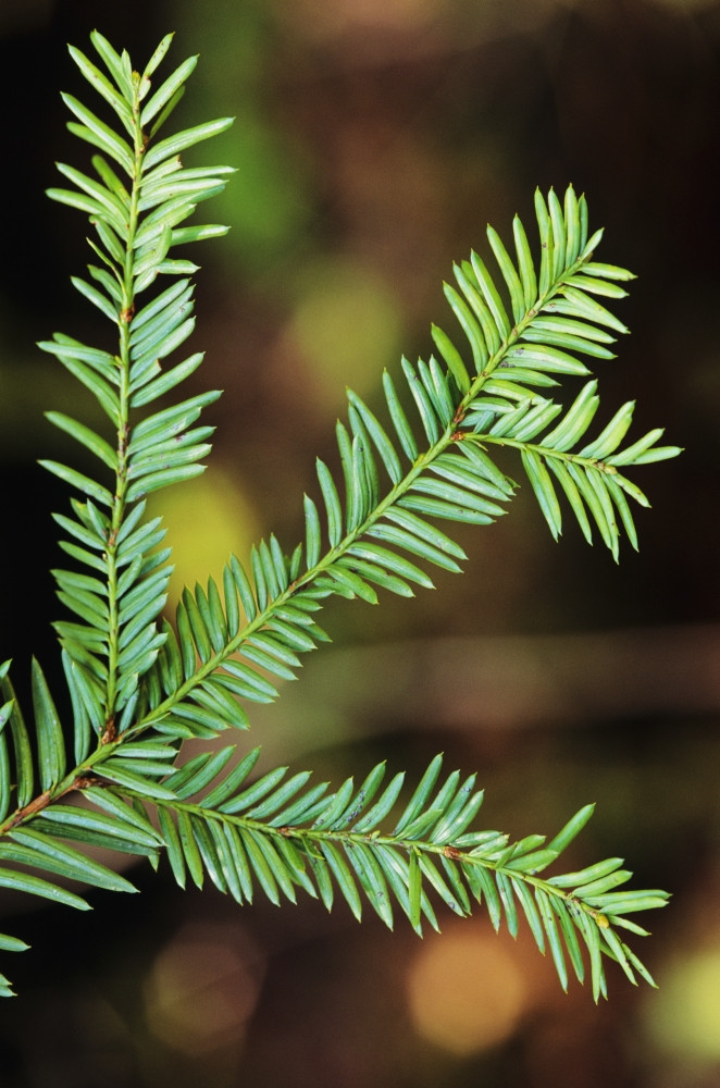 <p>Twigs from last year are green. Needles are dark green above lime green below. Red aril in late summer / fall. </p>