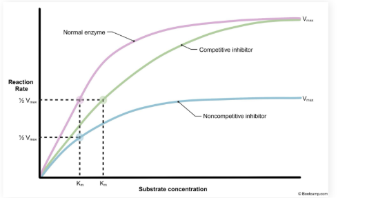 <p>KM is increased but V max does not change</p><ul><li><p>Normal V max can still be reached with an increased substrate concentration</p></li></ul><p></p>