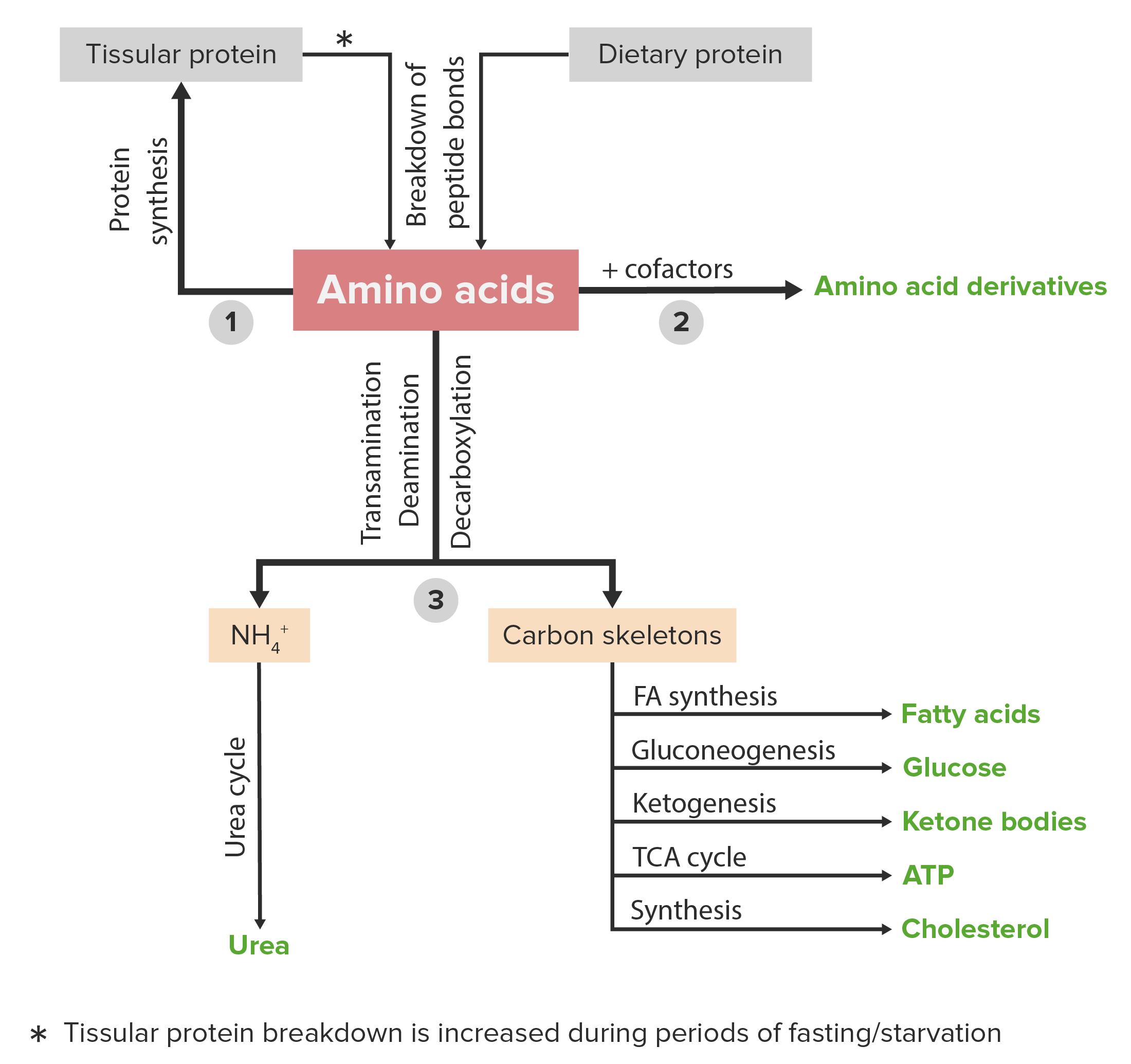 <p>Once amino acids are generated from protein degradation, they are conceptually divided into two distinct components, what are they?</p>