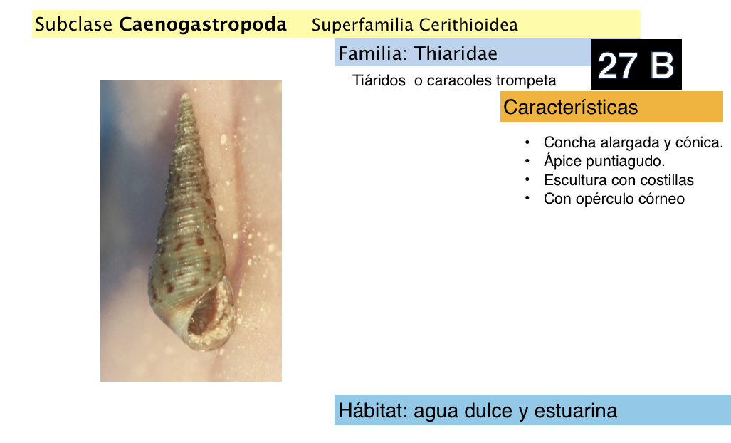 <p><strong>FILO </strong>Mollusca<strong><br>CLASE </strong>Gastropoda<br><strong>SUBCLASE </strong>Caenogastropoda<br><strong>FAMILIA </strong>Thiaridae<br><strong>NOMBRE COMÚN </strong>Tiáridos o caracoles trompeta<strong> <br>CARACTERÍSTICAS </strong><br><strong>RÁDULA <br>ALIMENTACIÓN <br>HÁBITAT </strong>agua dulce y estuarina</p>