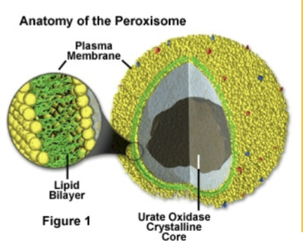 <p>perixosomes</p>