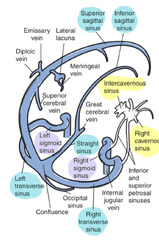 <p>diploic veins, cerebral veins, and the lateral lacunae</p>