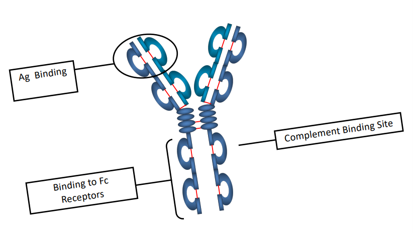 <p>Ag binding</p><p>Binding to Fc Receptors</p><p>Complement binding site</p>