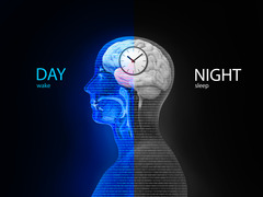 <p>our biological clock; regular bodily rhythms (for example, of temperature and wakefulness) that occur on a 24-hour cycle.</p>
