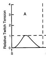 <p>response of muscle to single stimulus </p><ul><li><p>one single activation hump</p></li></ul><p></p>