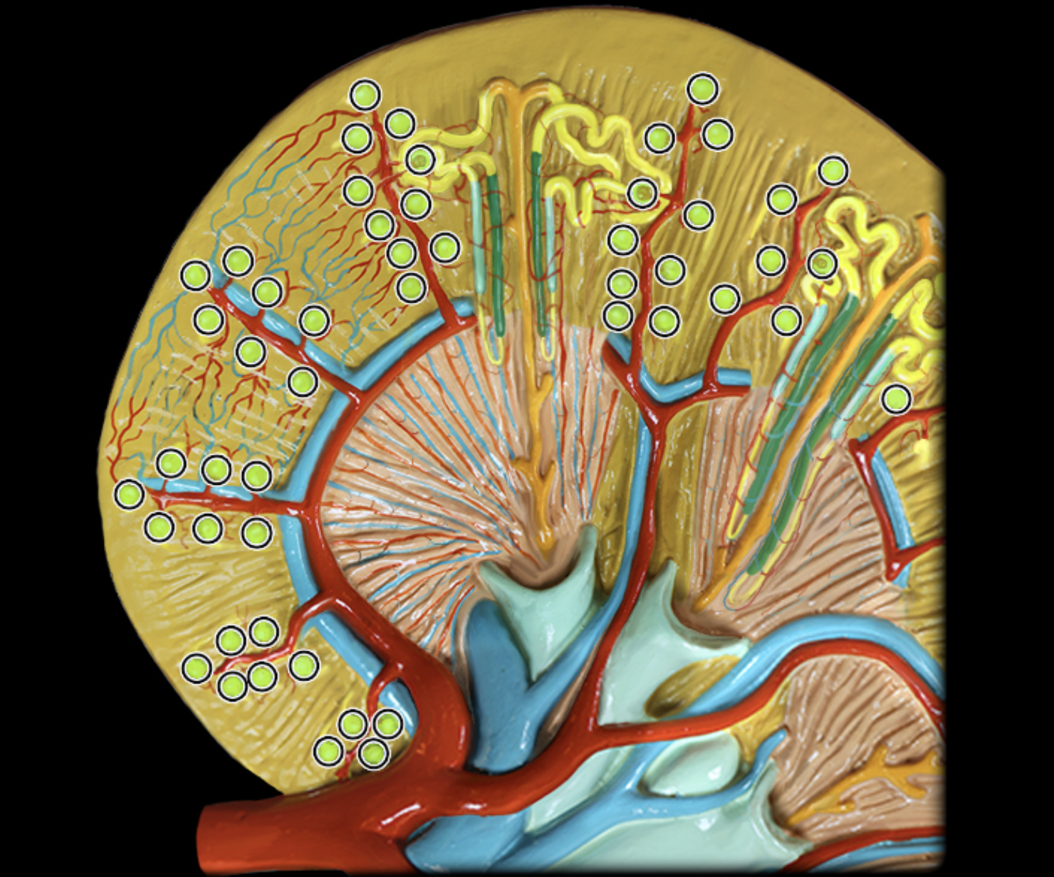 <p><strong>What structure is highlighted? </strong></p>