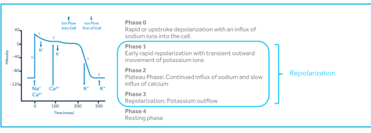 <p>phase 4 resting phase - potassium channels open > spontaneous depolarization </p><p>phase 0 depolarization - influx of sodium and calcium ions </p><p>phase 1 to 3 repolarization - 1: sodium channels close and potassium open causing outward flow of K+</p><p>2: plateau; inward of Ca++ and calcium induced Ca++ release occurs from the sarcoplasmis reticulum causing cellular contraction </p><p>3: potassium channels open and repolarization is triggered > closes sodium and calcium channels </p>