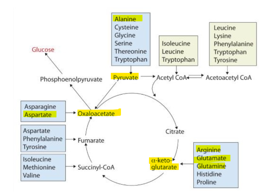 <p>What makes the 4 central nitrogen carrying amino acids uniquely suuited for this role is becasue their corresponding carbon skeletons are key intermediates intermediates in the citric acid cycle:</p><ul><li><p>pyruvate</p></li><li><p>alpha-ketoglutarate</p></li><li><p>oxaloacetate</p></li></ul><p></p><p>What does this structural relationship allow for metabolism</p><p></p>