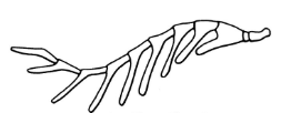 <p>Antennae type that are comb-like and have long lateral processes</p>