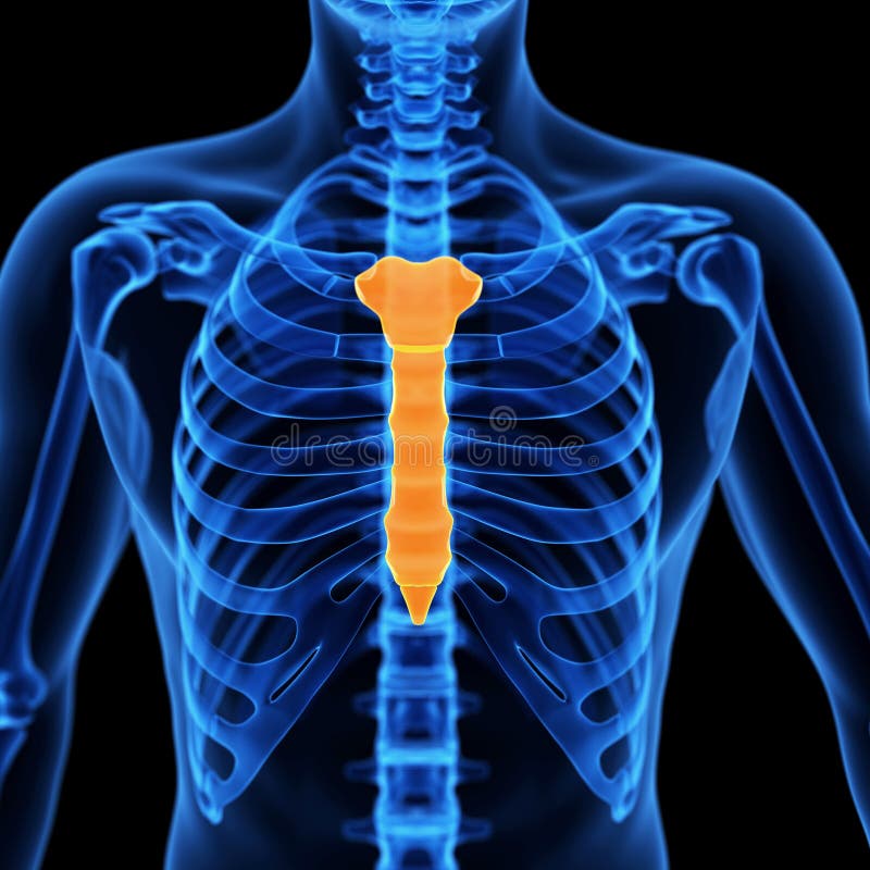 <p>breastbone</p>