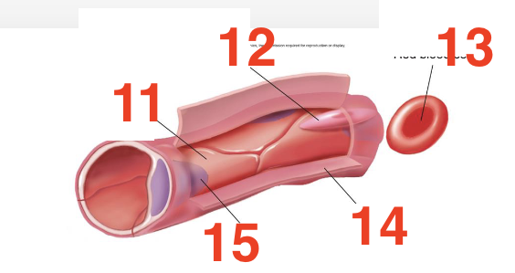 <p>13</p>