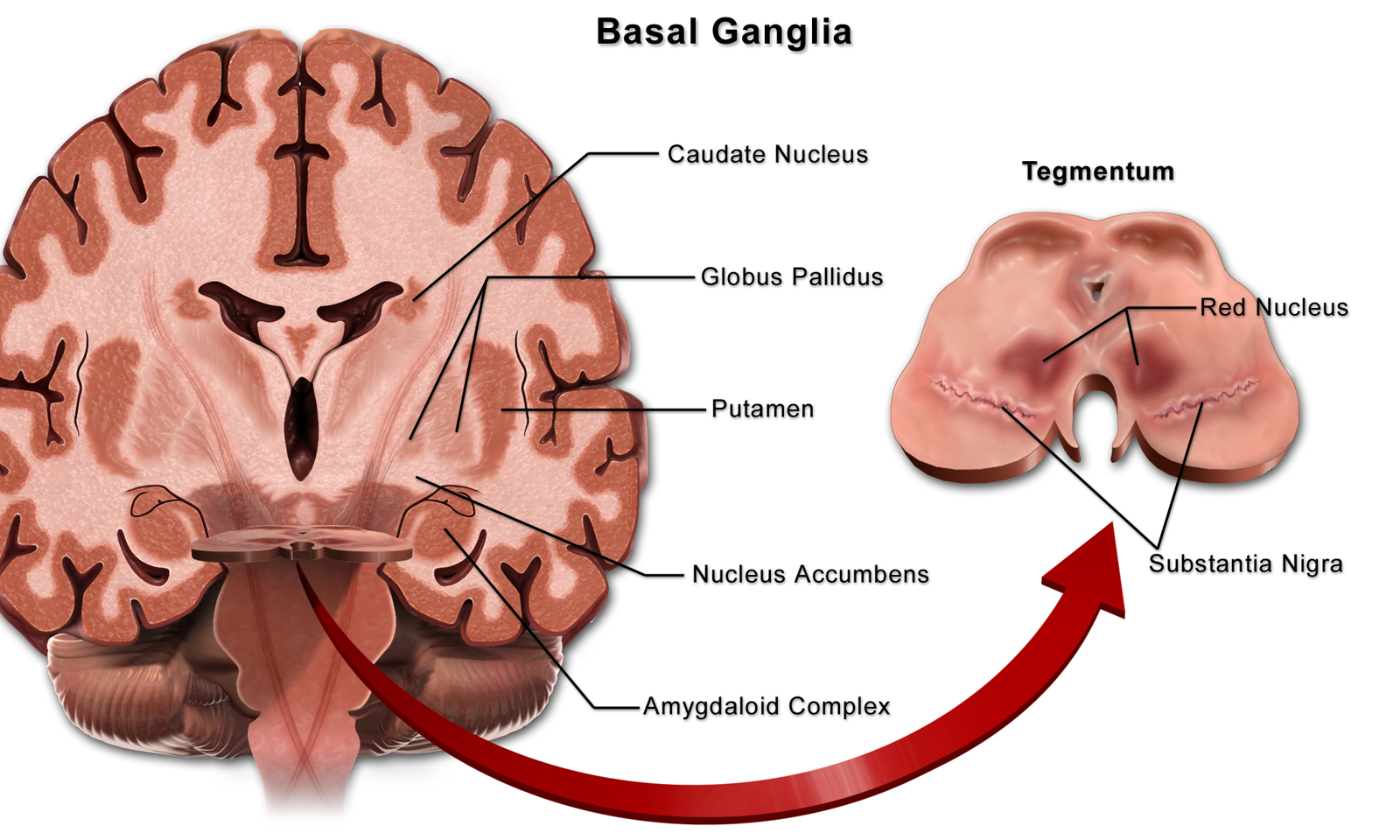 <p>Internal structure of the <strong>cerebrum</strong></p><p><strong>Deep gray matter portion</strong> within the white matter involved in <strong>regulating movement</strong></p>