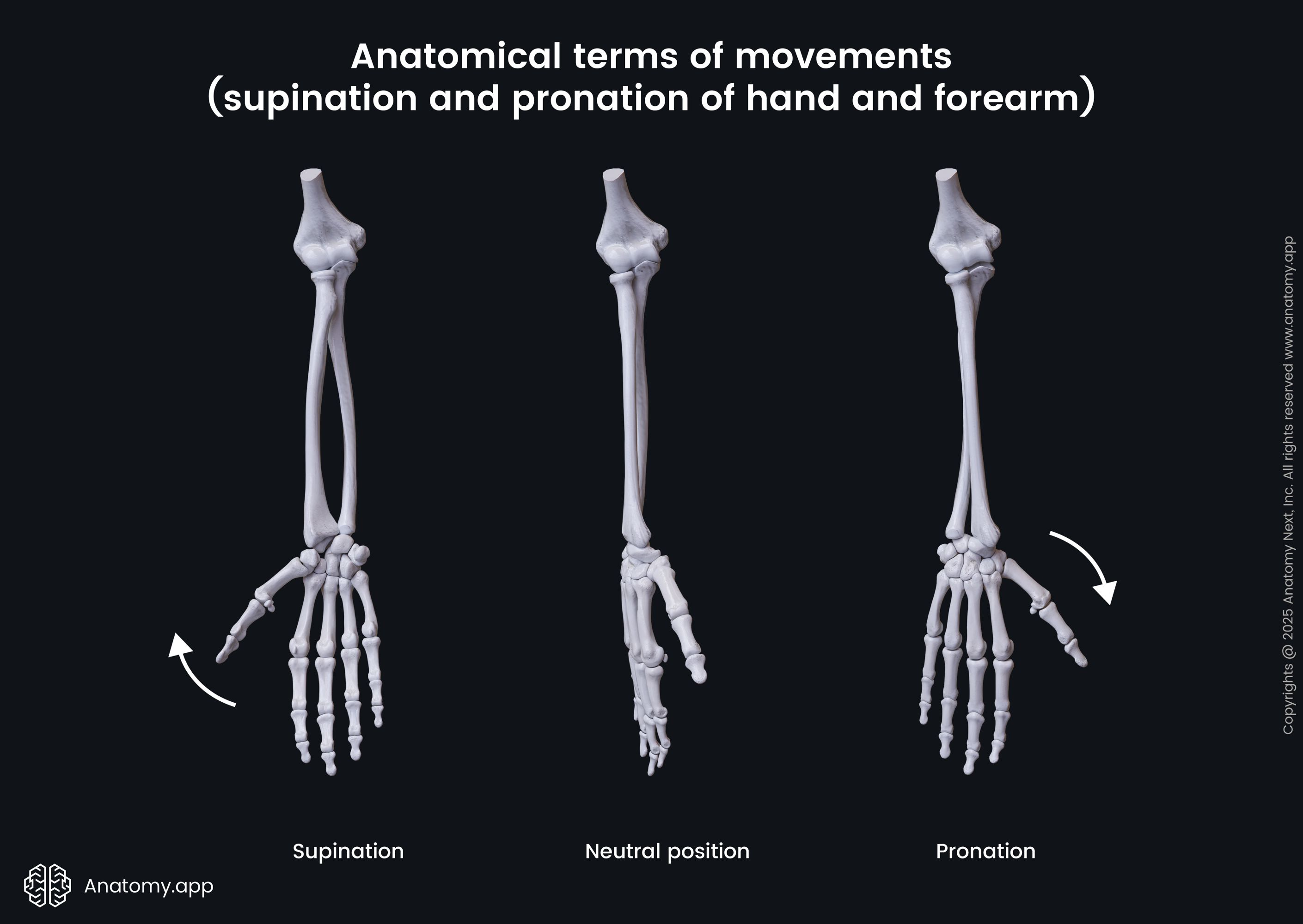 <p>Supination</p>