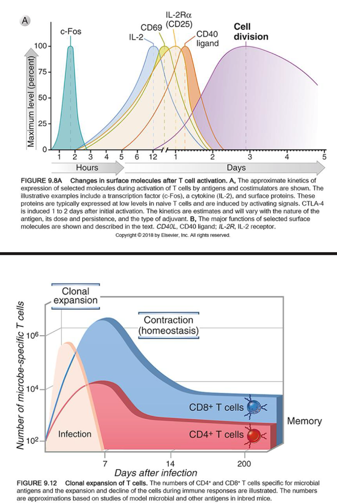 <p>Timeframe of _ activation</p>