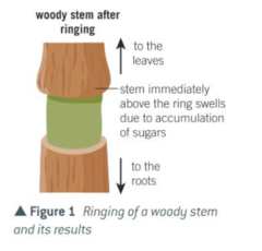 <p>Remove bark in a ring from the trunk (the ring contains phloem but not xylem)</p><p>Solutes can't move up or down</p><p>Bulge forms above the ring</p><p>Fluid above the ring has more solutes than below, which is evidence that most solutes are moving down (from source to sink)</p>