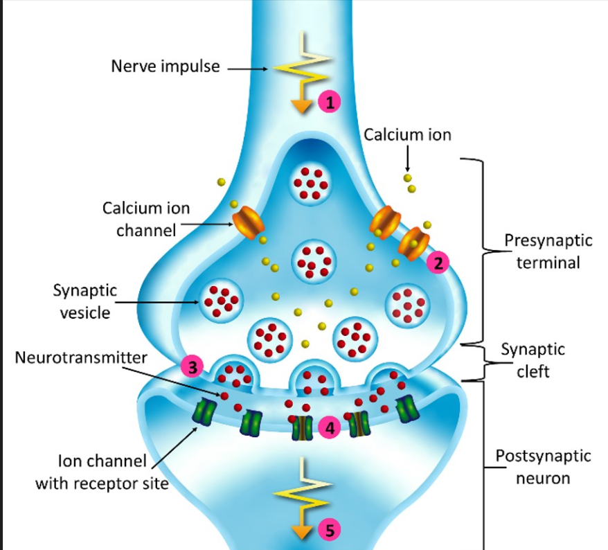 <p>synaptic vesicles</p>